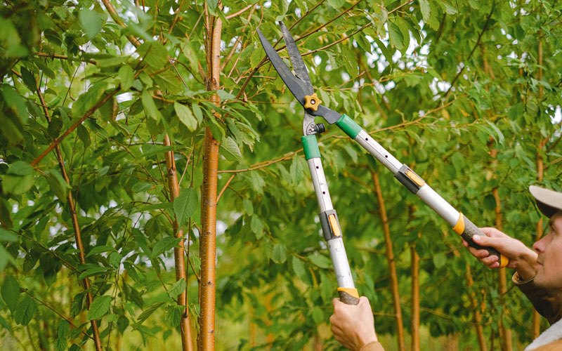 Tree trimming in Forest Grove, MT